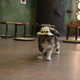 Illustration for article titled Cat Cafes Dont Get Much Cuter Than This